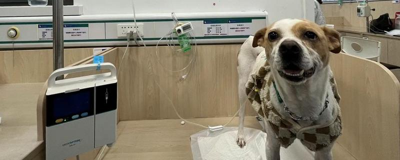 狗狗毛囊炎的症状，会出现黑斑