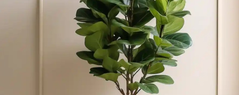 琴叶榕冬季如何保温，先把植株移到室内