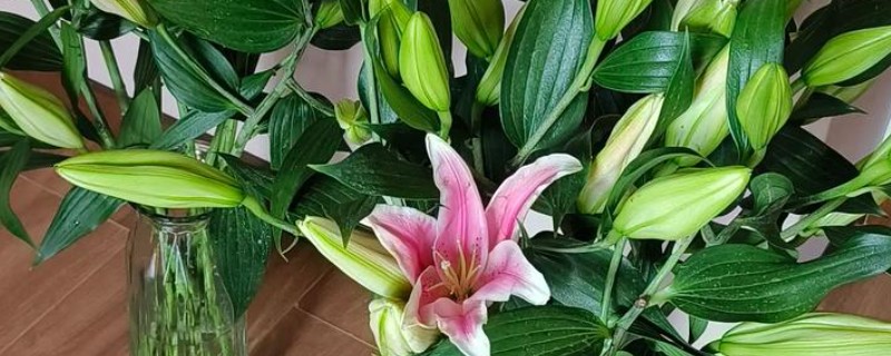 百合花怎么养殖，花蕾形成后追施钾磷肥