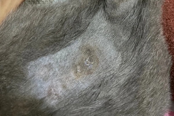 猫身上有小黑点的原因,可能是感染了跳蚤