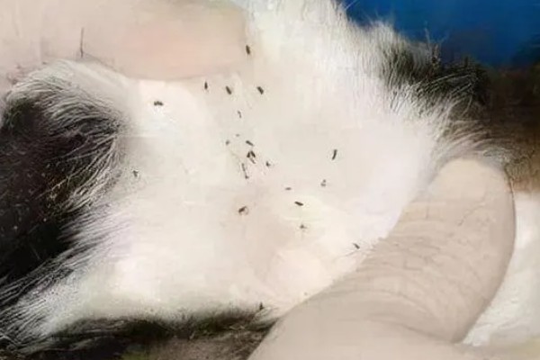 猫身上有小黑点的原因,可能是感染了跳蚤