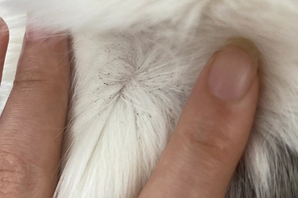 猫身上有小黑点的原因,可能是感染了跳蚤