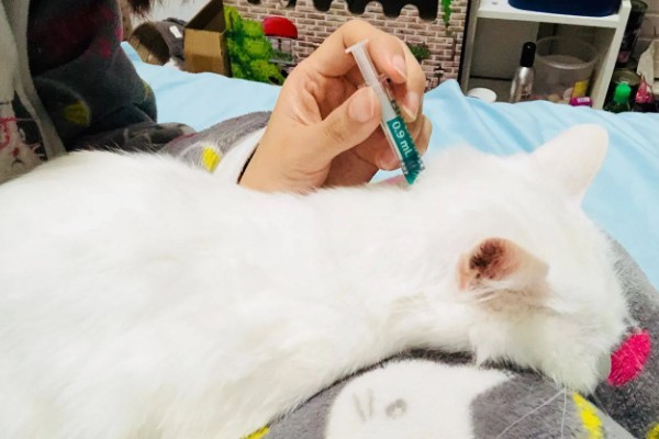 猫身上有小黑点的原因,可能是感染了跳蚤