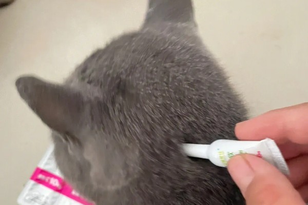 猫身上有小黑点的原因,可能是感染了跳蚤