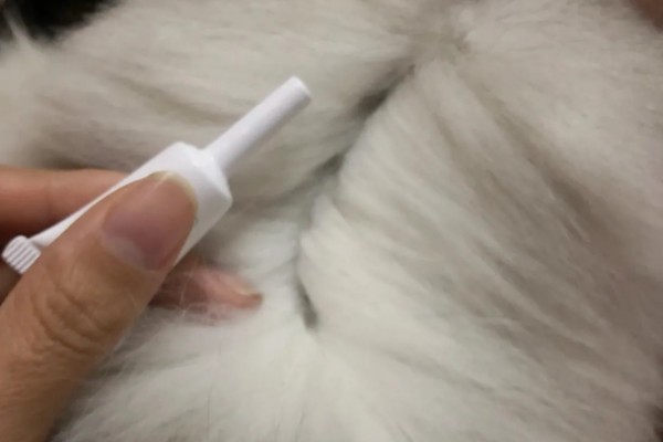 猫身上有小黑点的原因,可能是感染了跳蚤