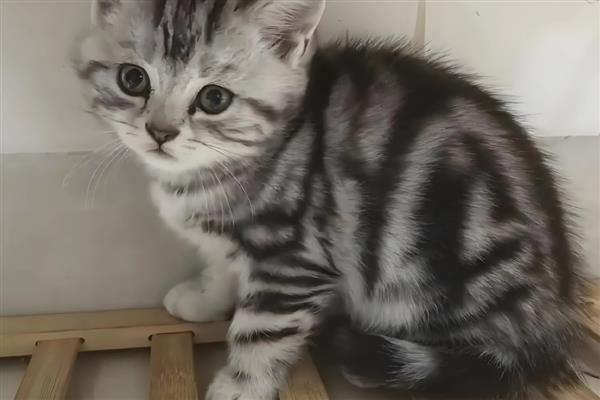 美短猫的优缺点有哪些,其性格比较友善