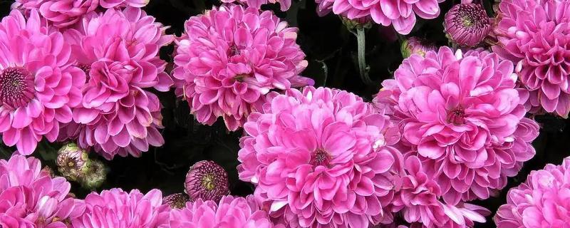 秋天菊花开吗，菊花在秋季会开花