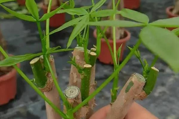 小发财树的修剪部位，把顶部的嫩剪除可促进分枝生长