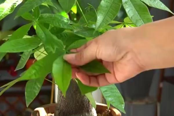 小发财树的修剪部位，把顶部的嫩剪除可促进分枝生长