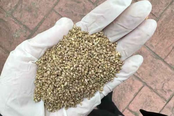 小米草如何种植,首先要注意做好选种工作