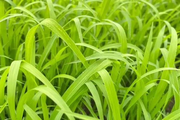 小米草如何种植,首先要注意做好选种工作