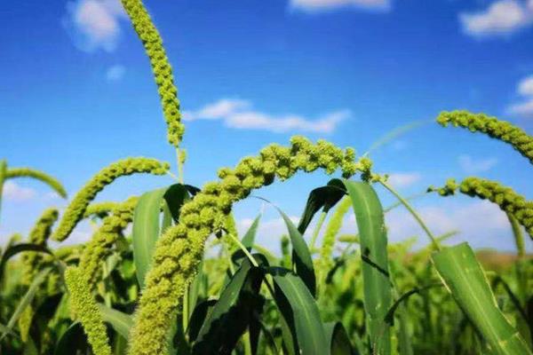 小米草如何种植,首先要注意做好选种工作