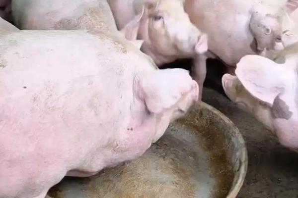 母猪屡配不孕的原因,可能是公猪的问题或饲料因素