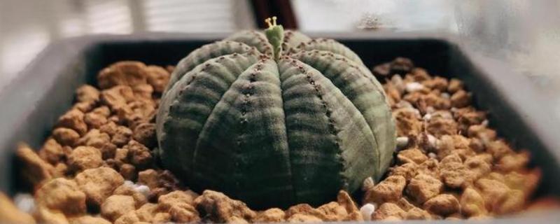 布纹球仙人球多长时间会发芽，约2周可发芽