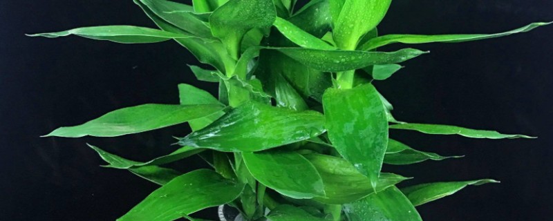 观音竹的花语，寓意节节高升、平安等