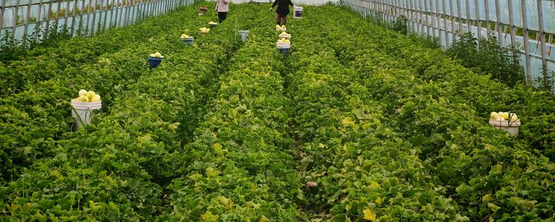 农业包含了哪两个方面，包含了生产和种植业、畜牧业