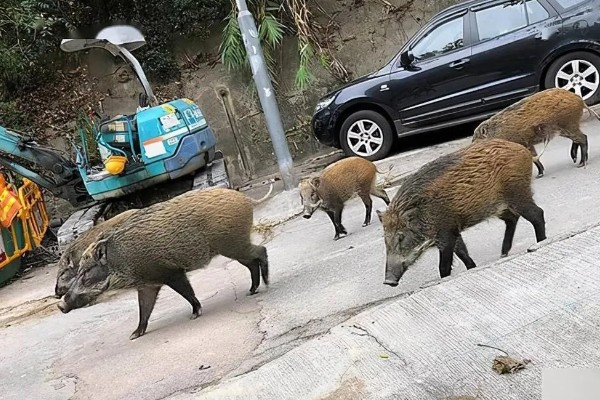 如何赶野猪，可以用声音、光源等驱赶