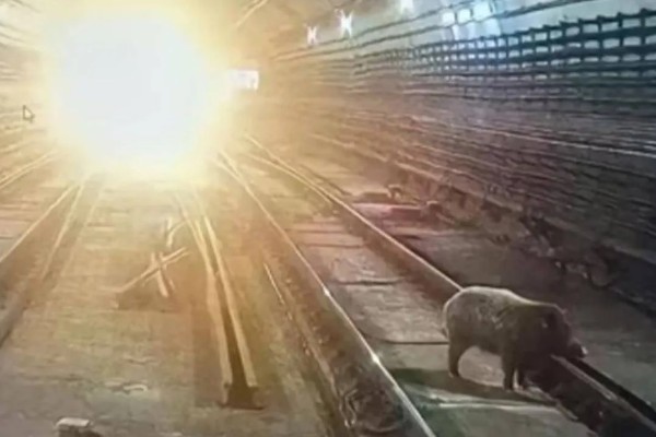 如何赶野猪，可以用声音、光源等驱赶