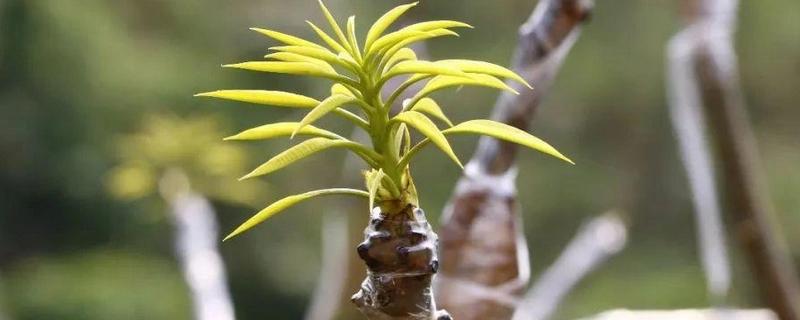芒果如何嫁接，在3-4月嫁接时最好