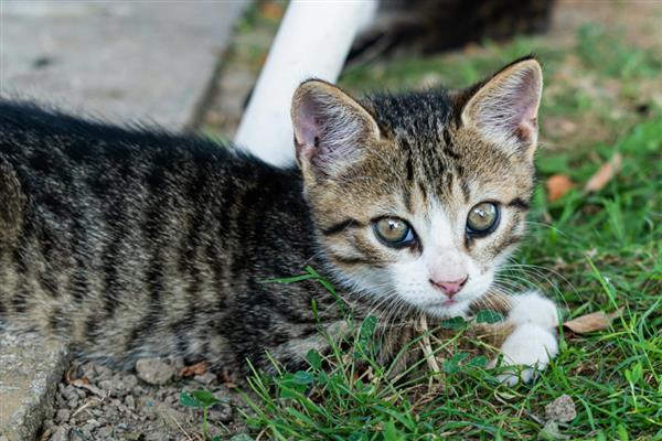猫咪的应激反应，常常会躲在阴暗的角落