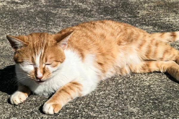 猫咪的应激反应，常常会躲在阴暗的角落