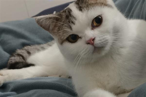 猫咪的应激反应，常常会躲在阴暗的角落