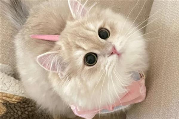 猫咪的应激反应，常常会躲在阴暗的角落