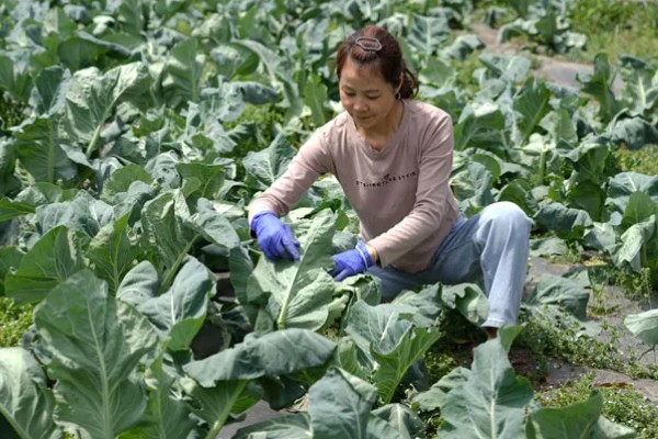 露天花菜的种植方法,选择在每年6-9月进行