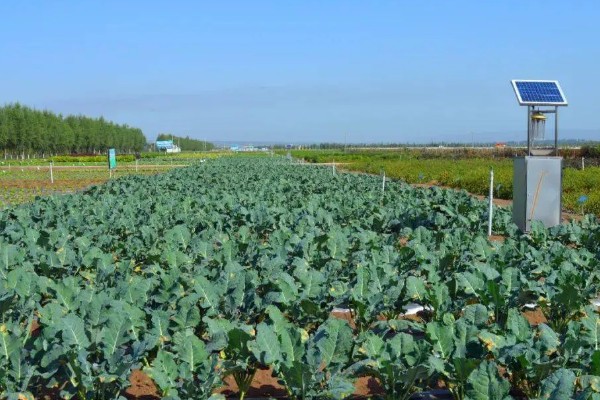 露天花菜的种植方法,选择在每年6-9月进行