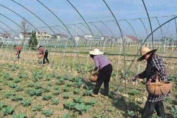 露天花菜的种植方法,选择在每年6-9月进行