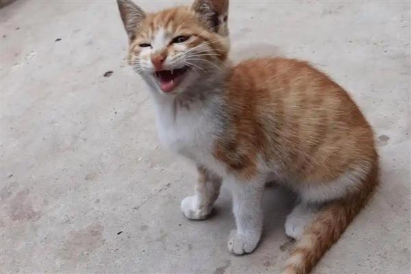 猫胰腺炎的症状，分为急性和慢性两类