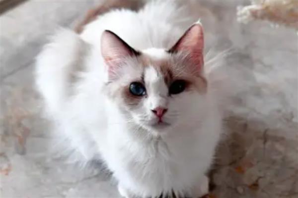 猫胰腺炎的症状，分为急性和慢性两类