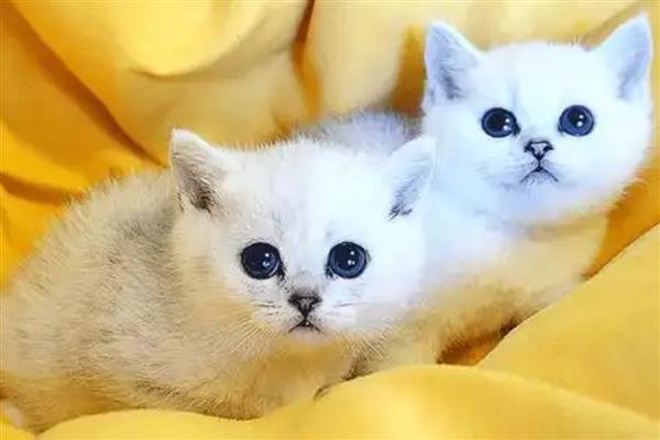 猫胰腺炎的症状，分为急性和慢性两类