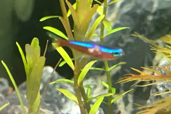 七彩霓虹燕子好养吗,是好养的鱼类