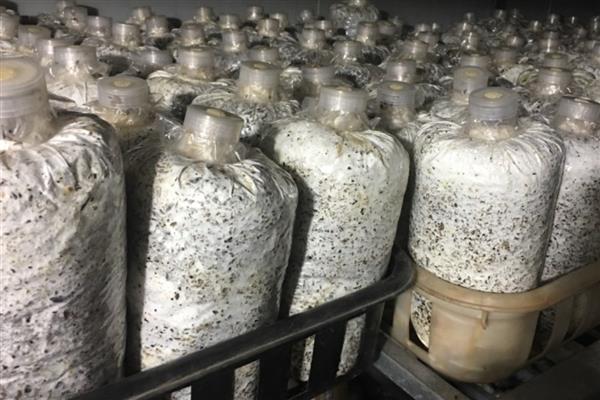 大棚香菇如何种植，首先进行菌袋制作