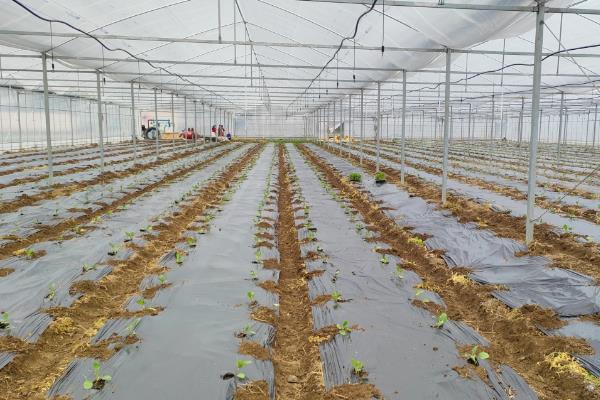 西瓜怎么平衡施肥，移栽前10天要追施有机肥和氮磷钾肥料