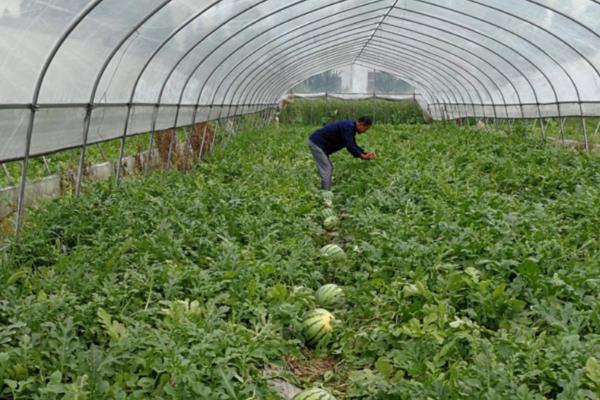 西瓜怎么平衡施肥，移栽前10天要追施有机肥和氮磷钾肥料