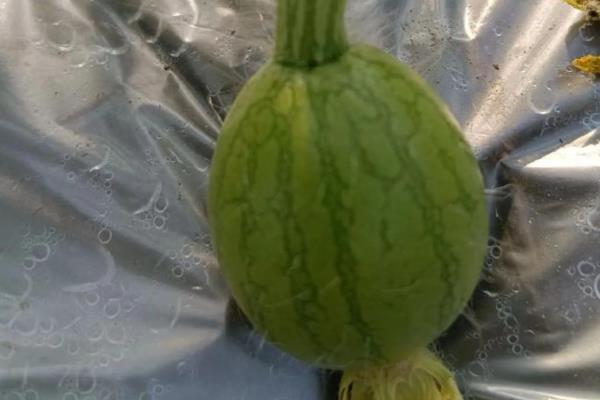 西瓜怎么平衡施肥，移栽前10天要追施有机肥和氮磷钾肥料