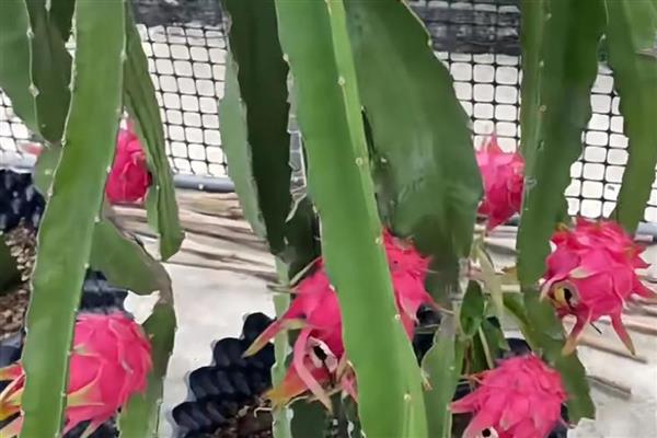 火龙果的盆栽种植方法,缓盆之后补充一次有机液肥