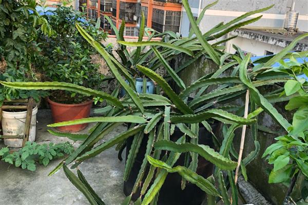 火龙果的盆栽种植方法,缓盆之后补充一次有机液肥