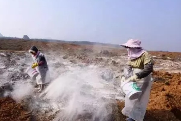 雪莲果如何种植,适宜生长在微酸性的沙土中