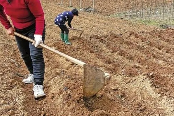 雪莲果如何种植,适宜生长在微酸性的沙土中
