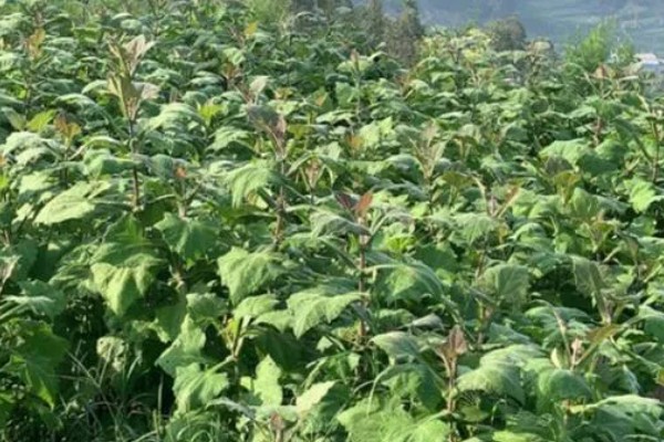 雪莲果如何种植,适宜生长在微酸性的沙土中