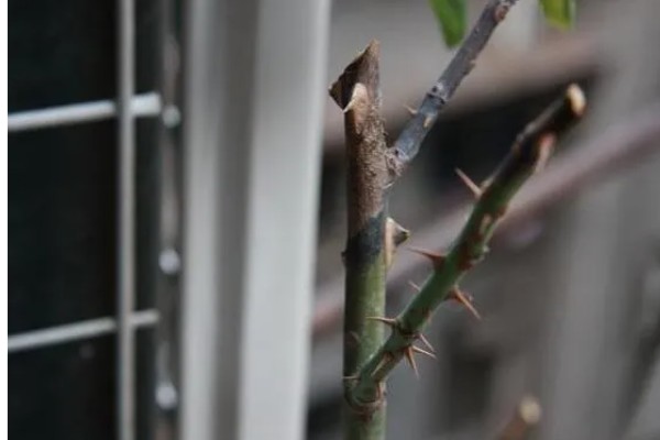月季白粉病怎么防治,发病初期喷施粉锈宁等药剂