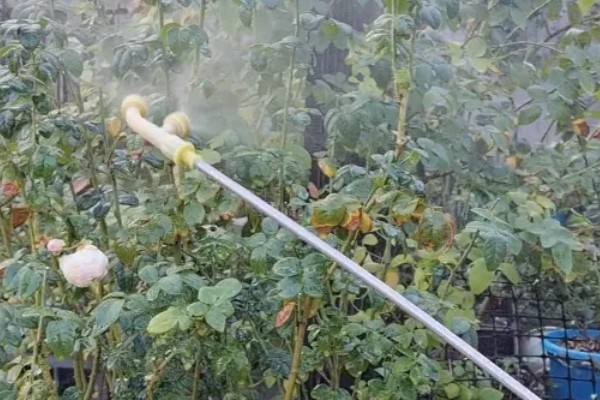 月季白粉病怎么防治,发病初期喷施粉锈宁等药剂