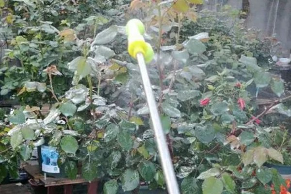 月季白粉病怎么防治,发病初期喷施粉锈宁等药剂