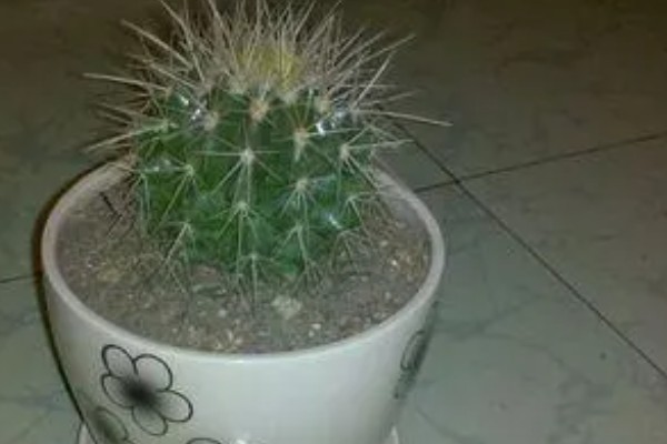 仙人球如何养殖,用含有石灰质的沙土养为佳
