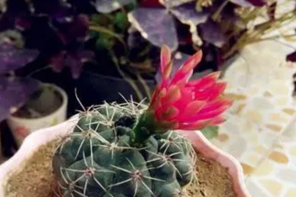 仙人球如何养殖,用含有石灰质的沙土养为佳