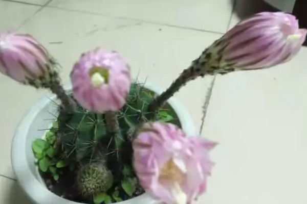 仙人球如何养殖,用含有石灰质的沙土养为佳