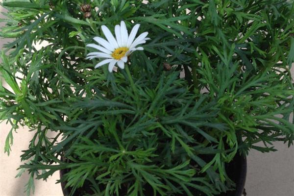 雏菊蔫了如何处理,土壤板结要更换新土